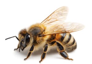 Zapraszamy na seminarium “Podmiotowość roju i bezradność historyka. O problemach badań nad relacjami między pszczołami i ludźmi w epokach dawnych” z udziałem Profesor Anety Pieniądz i dr Karoliny Echaust, czwartek, 19 marca, godz. 18:00 (ZOOM)